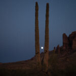 A full moon peeks out between the split branches of a desert cactus.