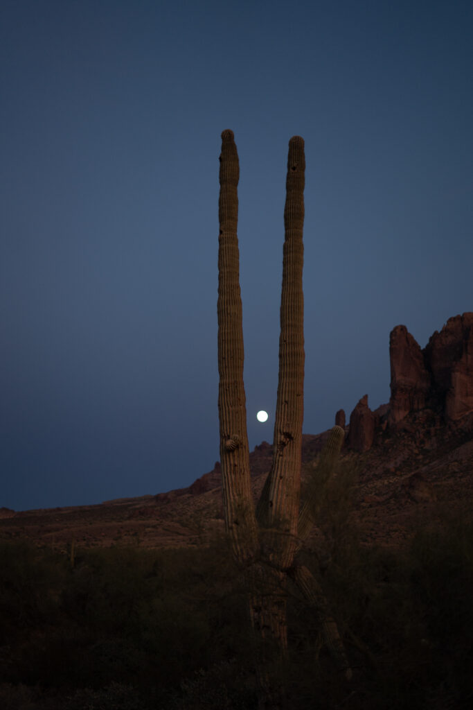 A full moon peeks out between the split branches of a desert cactus.